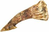Fossil Sawfish (Onchopristis) Rostral Barb - Morocco #208908-1